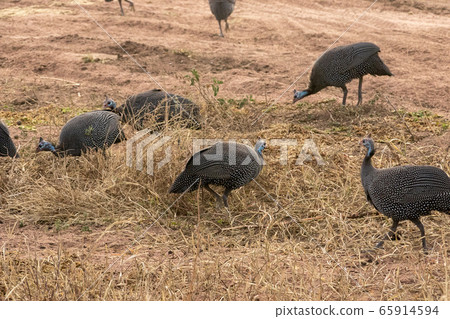 A group of guinea fowl seen in Serengeti National Park, Tanzania A group of guinea fowl seen in Serengeti National Park, Tanzania 65914594
