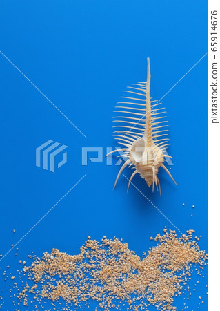 Seashell, sand 202005177d13 Seashell, sand 202005177d13 65914676