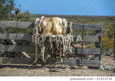 sheep skin hanging to dry 65914756