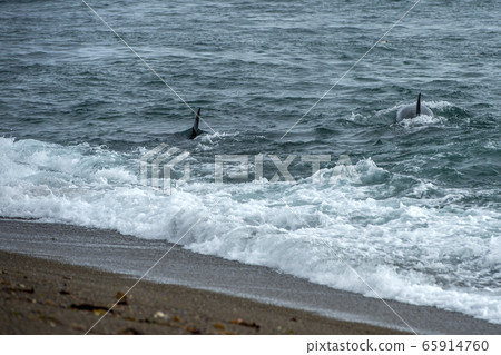 Orca killer whale attack a seal sea lion on the 65914760