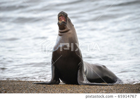 Roar of sea lion seal 65914767