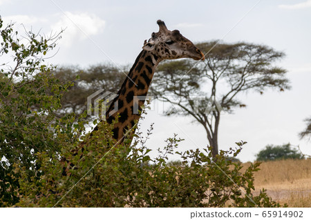 A Masai Giraffe out of the bushes seen in Serengeti National Park, Tanzania 65914902