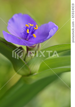 Purple soot Purple soot 65914919