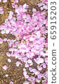 The soil stained with cherry blossoms on the promenade of the acid park on the morning of April 65915203