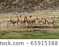 Vicugna wild 65915388