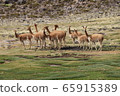 Vicugna wild 65915389