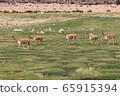 Vicugna wild 65915394