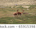 Vicugna wild 65915398