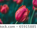 Tulip 65915885