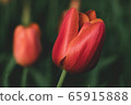 Tulip 65915888