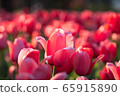 Tulip 65915890