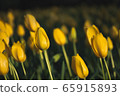 Tulip 65915893