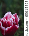 Tulip 65915895