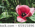 Tulip 65915896