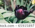 Tulip 65915897