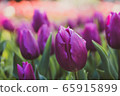 Tulip 65915899