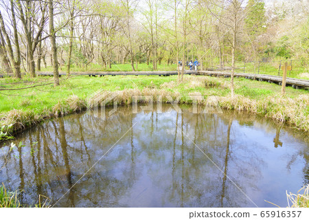 野川公園內的丸池(東京都三鷹市小金井市佐富市) 野川公園內的丸池(東京都三鷹市小金井市佐富市) 65916357