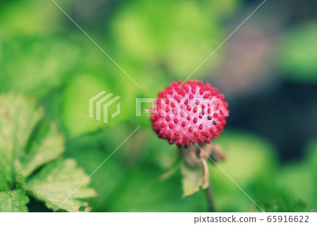 Snake strawberry close-up Snake strawberry close-up 65916622