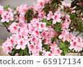 Flower 65917134