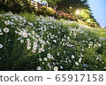 flower garden 65917158