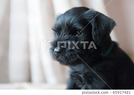 Miniature Schnauzer puppy dog portrait 65917481