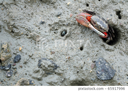 Tidal flat creature sea crab, Jeungnam-do Sinan-gun Jeungdo 65917996