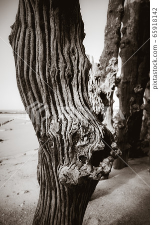Wooden breakwater detail in Saint-Malo, brittany, 65918142