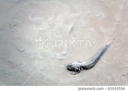 全羅南道全南郡正道,潮灘生物很棒 全羅南道全南郡正道,潮灘生物很棒 65919584