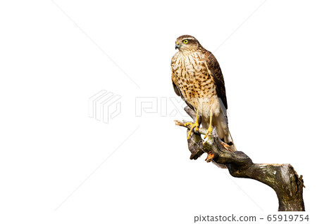 Attentive eurasian sparrowhawk sitting on bough isolated on white Attentive eurasian sparrowhawk sitting on bough isolated on white 65919754