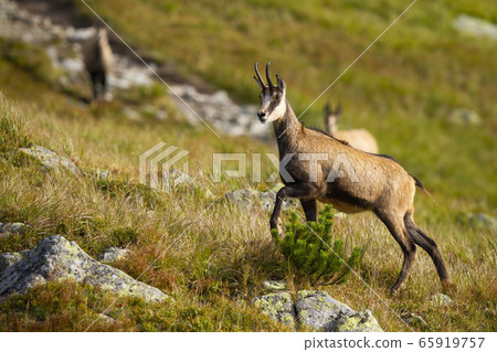 Tatra chamois walking up a hill with rocks and dry grass in mountains Tatra chamois walking up a hill with rocks and dry grass in mountains 65919757