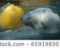 北極熊在動物園裡玩浮游物 65919830