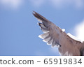 翅膀拍打在蔚藍的天空 65919834
