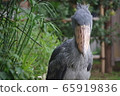 Shoebill直盯著 65919836