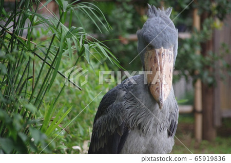 Shoebill直盯著 Shoebill直盯著 65919836
