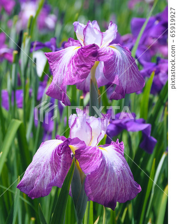 Beautiful irises (hanasashibu) Beautiful irises (hanasashibu) 65919927