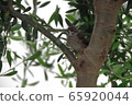 小鳥棲息在一棵橄欖樹上 65920044