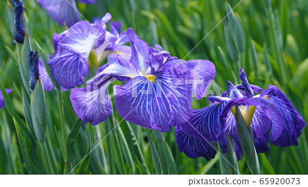 Beautiful irises (hanasashibu) Beautiful irises (hanasashibu) 65920073