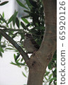 小鳥棲息在一棵橄欖樹上 65920126