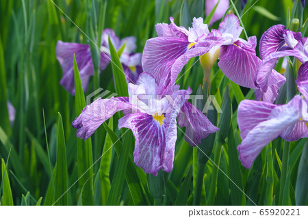 Beautiful flower iris 65920221