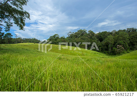 Agricultural Field, Meadow, Summer, Russia, Altai 65921217