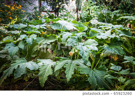Large thickets and leaves of squash and pumpkin in the garden in front of the house Large thickets and leaves of squash and pumpkin in the garden in front of the house 65923260