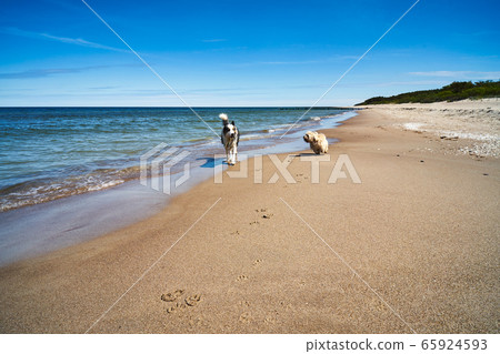 dogs run and play on the beach in summer dogs run and play on the beach in summer 65924593