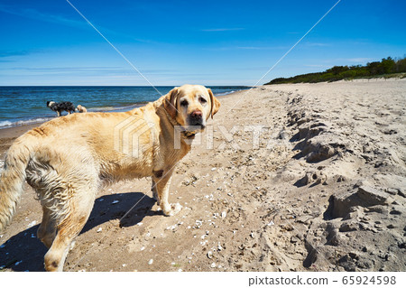 dogs run and play on the beach in summer dogs run and play on the beach in summer 65924598