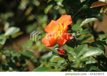 Playboy-orange yellow color rose 65924655