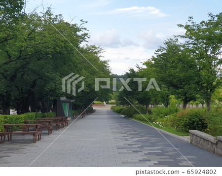 Forest road Forest road 65924802