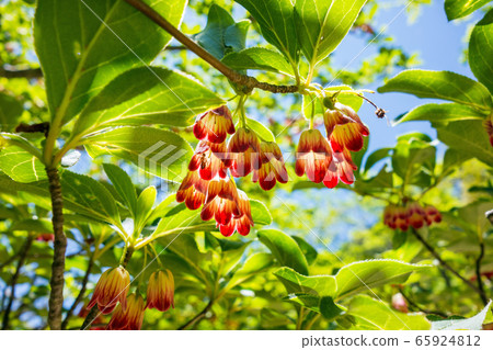 Salasa Doudin Salasa Doudin 65924812