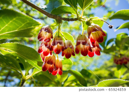 Salasa Doudin 65924859