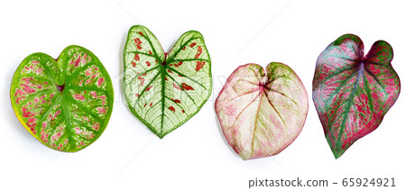 Caladium leaves on white background. Top view 65924921
