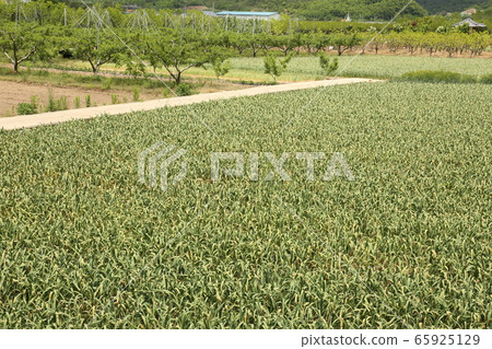 Gyeongbuk, Uiseong-gun, Geumseong-myeon, Jomun National Historic Site 65925129