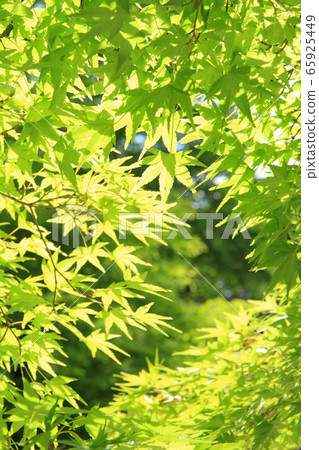 Fresh green leaves Fresh green leaves 65925449